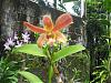Dendrobium blooms-dens-010-desktop-resolution-jpg