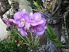 Dendrobium blooms-dens-015-desktop-resolution-jpg
