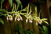 Dendrobium Samarai-orchid-photos-243-jpg