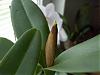 Cattleya skinneri var alba-catt_0403-2-jpg