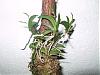 Treetop Orchids on Ebay-aberrans-sylvestris-001-desktop-resolution-jpg