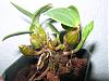 Treetop Orchids on Ebay-aberrans-sylvestris-004-desktop-resolution-jpg
