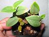 Treetop Orchids on Ebay-aberrans-sylvestris-006-desktop-resolution-jpg