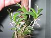 Treetop Orchids on Ebay-aberrans-sylvestris-008-desktop-resolution-jpg