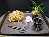Modified Japanese Potting Method; Packing Peanuts and All-repotting-neofinetia-003-640x480-jpg