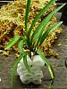 Modified Japanese Potting Method; Packing Peanuts and All-repotting-neofinetia-009-640x480-jpg