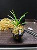 Modified Japanese Potting Method; Packing Peanuts and All-repotting-neofinetia-013-640x480-jpg