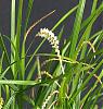Dendrochilum stenophyllum-dendrochlium-stenophyllum-2-jpg