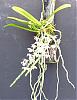3 in bloom now-tuberolabium-quisumbingii-plant-jpg