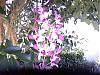 Dendrobium Propagation-00-jpg