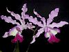 Orchid abbreviations-schombocattleya-bordighera-jpg