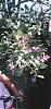 Specimen size cattleya-orchid-002-jpg