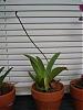 My new orchids from Brian aka IncredibleOrchids-purchases-brian-aka-incredible-orchids-014-jpg
