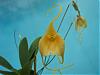 Some news regarding IN Komoda Orchids-masd-maui-prince-closeup-jpg