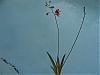 My Tolumnia NOID in bloom-chids-008-640x480-jpg