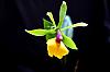 Today's Harvest-orchid-photos-360-jpg