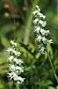 New herefrom cold cold missouri...-spiranthes_cernua_01-jpg