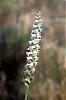 New herefrom cold cold missouri...-spiranthes_cernua_02-jpg