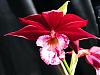Phcal. Kryptonite 'Blood Bath'-2009_01250004-jpg