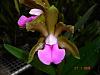 Cattleya bicolor-imagem-024-jpg
