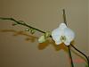 Blooming Phals and Ascda-orchid-pictures-001-jpg
