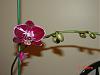 Blooming Phals and Ascda-orchid-pictures-002-jpg
