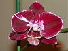 Blooming Phals and Ascda-orchid-pictures-003-jpg