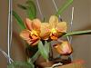 Blooming Phals and Ascda-orchid-pictures-004-jpg