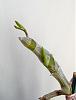 Buds or spike on Dendrobium Nobile-pixiecharm_2-5-jpg