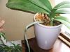 Type of pot for Phalaenopsis-orchid-roots-477-jpg