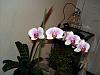 2nd attempt at not killing a Phal Orchid-2nd-phal-jpg