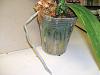 Type of pot for Phalaenopsis-orchid-inner-pot-478-jpg