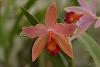Sophrocattleya Spring Imp-img_8714-orchids-jpg