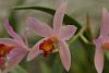 Sophrocattleya Spring Imp-img_8715-orchids-jpg