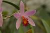Sophrocattleya Spring Imp-img_8716-orchids-jpg
