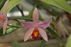 Sophrocattleya Spring Imp-img_9884-orchids-jpg