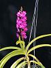 Vasco. Pine River Pink-2009_02140044-jpg
