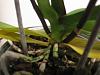Burnt phalaenopsis?? Yellow leaves and droopy-img_1679-jpg