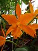 My first ever blooming catts! Pot. Love Passion 'Orange Bird' &amp; Epc. Plicaboa-p2260036-jpg