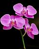 Inspired by the Orchid Board-doritaenopsis-orchid-flickr-manjith-kainickara-jpg