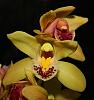 Cymbidium with two different colored flowers-img_2210-jpg