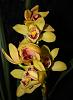 Cymbidium with two different colored flowers-img_2211-jpg