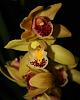 Cymbidium with two different colored flowers-img_2212-jpg