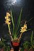 Cymbidium with two different colored flowers-img_2216-jpg