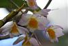 Dendrobium farmeri (pink variety)-img_9158-orchids-jpg