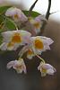 Dendrobium farmeri (pink variety)-img_9163-orchids-jpg
