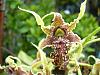 Dendrobium spectabile-dscn8099-jpg