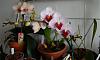 Phalaenopsis White Oratorio-phalaenopsis-white-oratorio-01-jpg