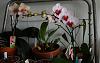 Phalaenopsis White Oratorio-phalaenopsis-white-oratorio-02-jpg