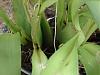 Can severely shriveled pseudobulbs recover?-pix-orchids-009a-jpg
